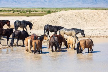 Utah Çölü'nde bir ziyarette200 vahşi atlar sürüsü