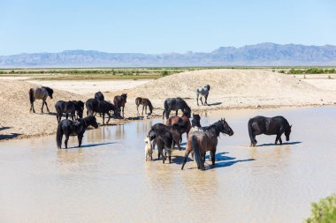 Utah Çölü'nde bir ziyarette200 vahşi atlar sürüsü