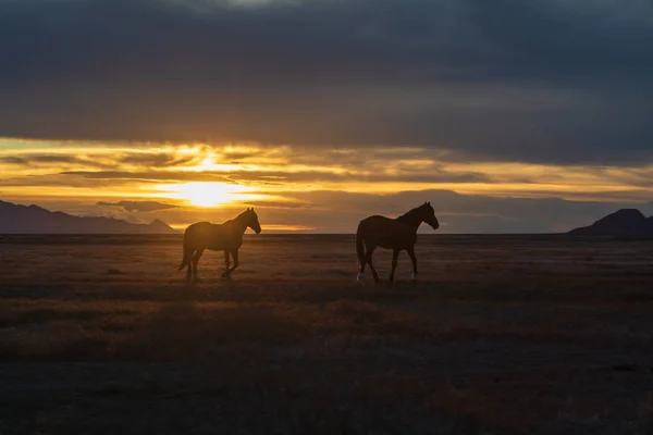 Pair Wild Horses Sunset Utah Desert — Stock Photo, Image