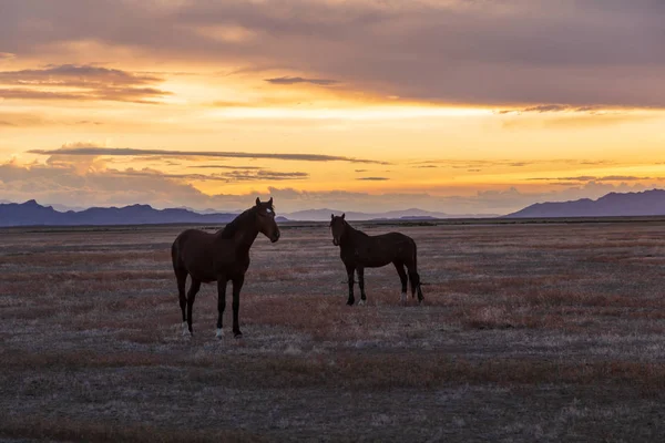 Pair Wild Horses Sunset Utah Desert — Stock Photo, Image