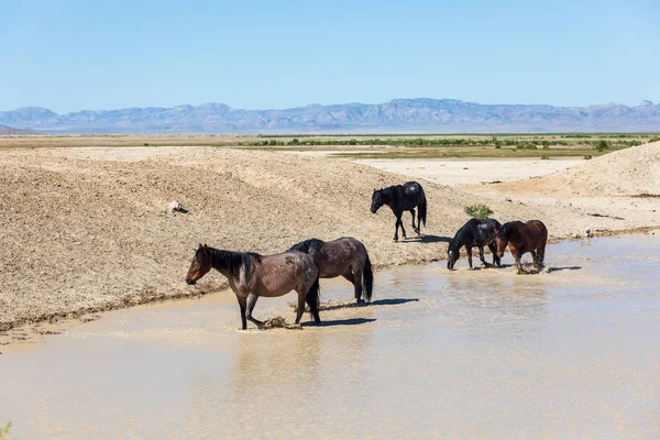Herd Wild Horses Waterhole Utah Desert — Stock Photo, Image