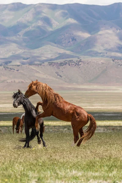 Par Cavalos Selvagens Garanhões Lutando — Fotografia de Stock