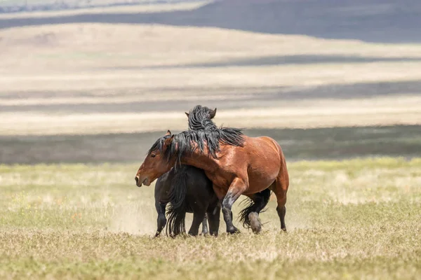 Pair Wild Horses Stallions Fighting — Stock Photo, Image
