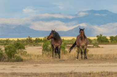 sumemr Utah çölde vahşi atlar