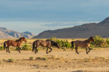 wild horses in the Utah desert in sumemr clipart