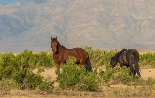 Wild Horses Utah Desert Sumemr — Stock Photo, Image