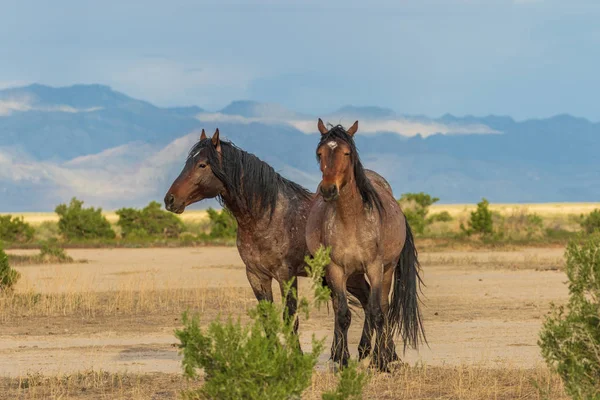 Dzikie Konie Pustyni Utah Czasie — Zdjęcie stockowe