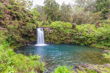 Hana Maui giden yolda doğal bir tropik şelale