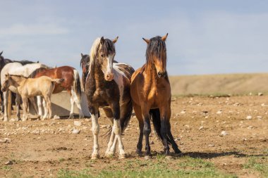 Yaz aylarında Utah çölde vahşi atlar