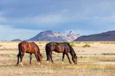 Yaz aylarında Utah çölde vahşi atlar