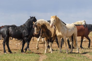 Yaz aylarında Utah çölde vahşi atlar