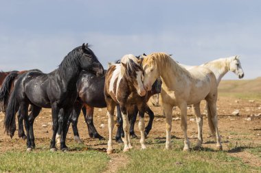 Yaz aylarında Utah çölde vahşi atlar