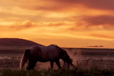 Utah Çölü'nde günbatımı, vahşi bir at
