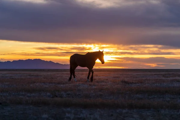 Caballo Salvaje Atardecer Desierto Utah — Foto de Stock