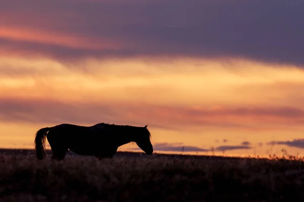 Wild Horse Sunset Utah Desert — Stock Photo, Image
