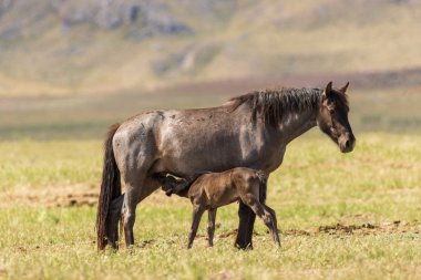 Utah çölünde vahşi bir kısrak ve tay.