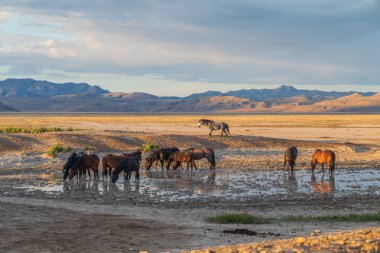 vahşi atlar bir çöl su birikintisinin içme