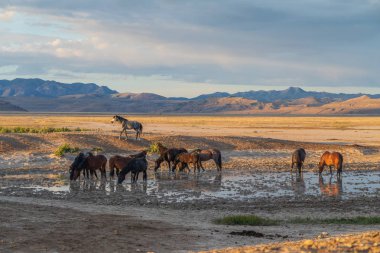 vahşi atlar bir çöl su birikintisinin içme
