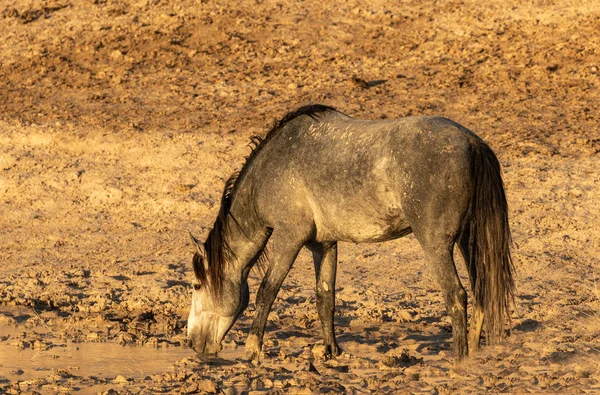 Cavalo Selvagem Bebendo Buraco Água Deserto — Fotografia de Stock