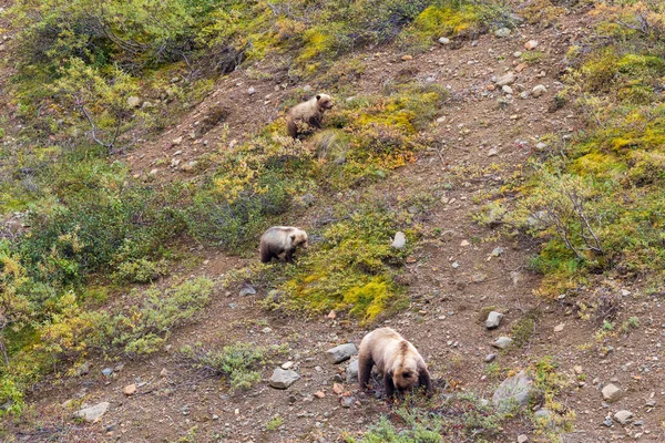 Medvěd Grizzly Svině Mláďata Aljašce Národní Park Denali — Stock fotografie