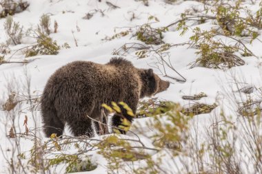 bir boz ayı erken sonbaharda Wyoming karda