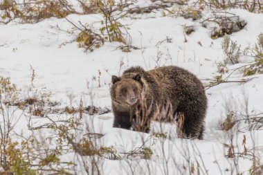 bir boz ayı erken sonbaharda Wyoming karda