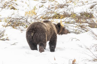 bir boz ayı erken sonbaharda Wyoming karda