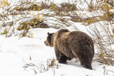 bir boz ayı erken sonbaharda Wyoming karda