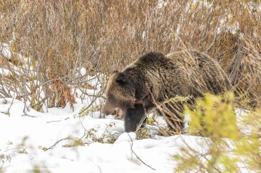 bir boz ayı erken sonbaharda Wyoming karda