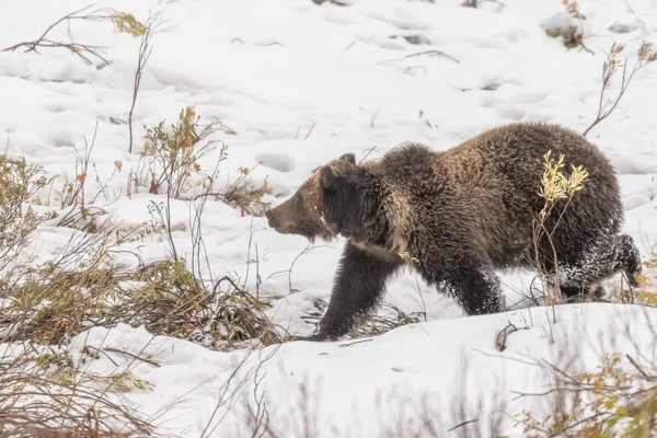 bir boz ayı erken sonbaharda Wyoming karda