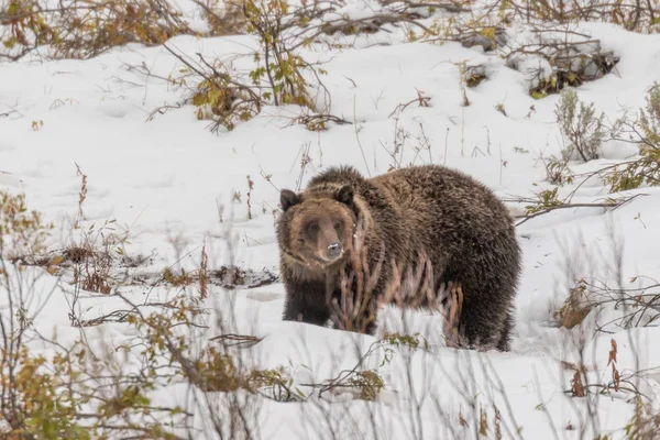 Medvěd Grizzly Sněhu Wyomingu Počátkem Podzimu — Stock fotografie