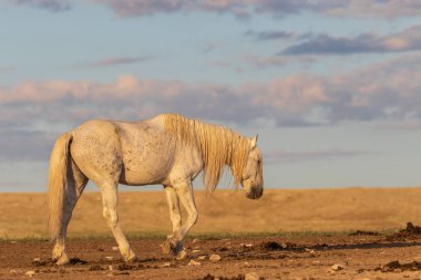 Utah çölde bir görkemli yabani atı aygır