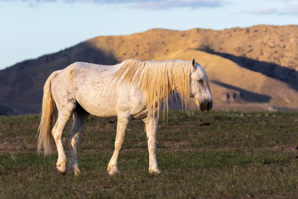 Majestátní Divoký Kůň Hřebec Poušti Utah — Stock fotografie