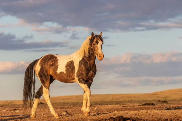犹他州沙漠中的一匹雄伟的野马种马 — 图库照片