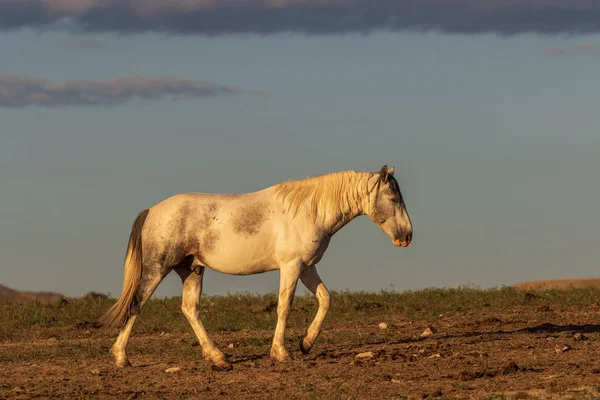 犹他州沙漠中的一匹雄伟的野马种马 — 图库照片
