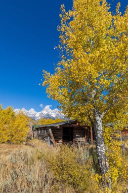 Eski bir günlük kabin sonbaharda doğal bir Teton peyzaj içinde