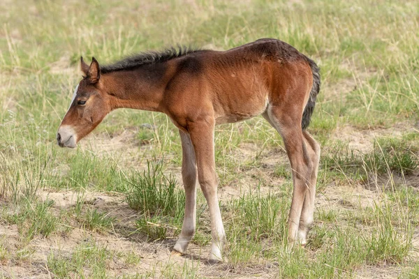 Lindo Potro Caballo Salvaje Verano Utah —  Fotos de Stock