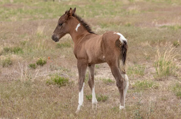 Lindo Potro Caballo Salvaje Verano Utah —  Fotos de Stock