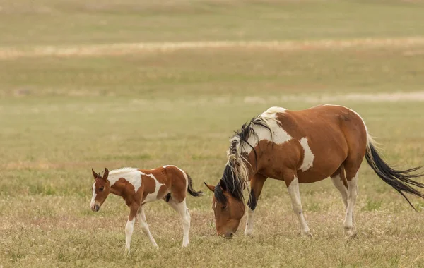 Une Jument Sauvage Poulain Dans Désert Utah Été — Photo