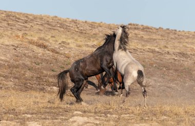 Uta çölünde savaşan bir çift vahşi at.