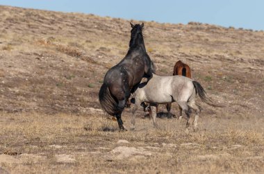 Uta çölünde savaşan bir çift vahşi at.