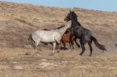 Uta çölünde savaşan bir çift vahşi at.
