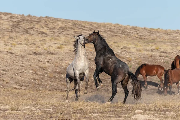 Pair Wild Horse Stallions Fighting Utah Desert — Stock Photo, Image