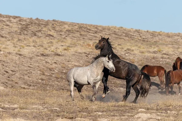 Par Garanhões Selvagens Lutando Deserto Utah — Fotografia de Stock