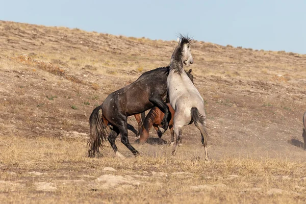 Par Sementales Caballos Salvajes Luchando Desierto Utah — Foto de Stock