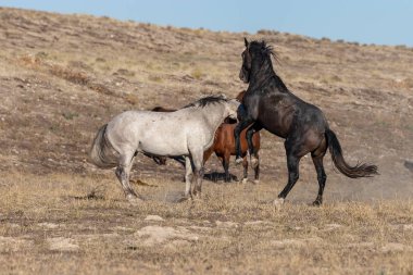 Uta çölünde savaşan bir çift vahşi at.