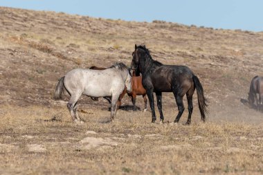 Uta çölünde savaşan bir çift vahşi at.