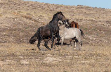 Uta çölünde savaşan bir çift vahşi at.
