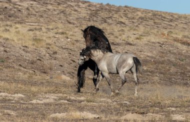 Uta çölünde savaşan bir çift vahşi at.