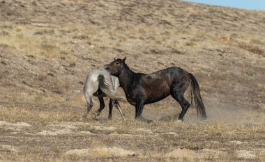 Uta çölünde savaşan bir çift vahşi at.